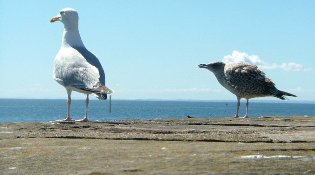 Foto "Tidal Harbour" por Nicholas Mutton (CC BY-SA) / Recortada de la original