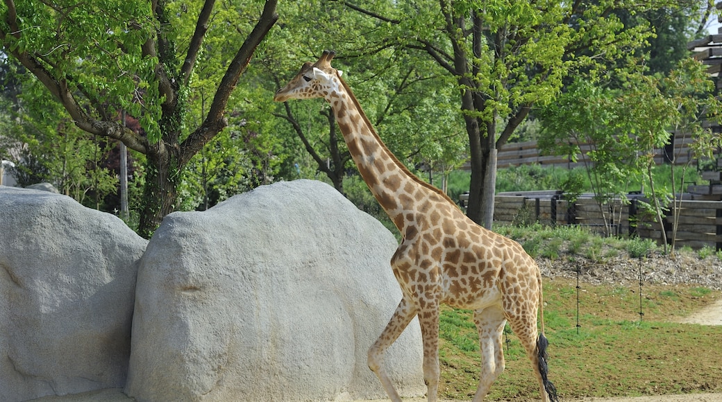 « Parc Zoologique de Paris», photo de Rog01 (CC BY-SA) / rognée de l’originale