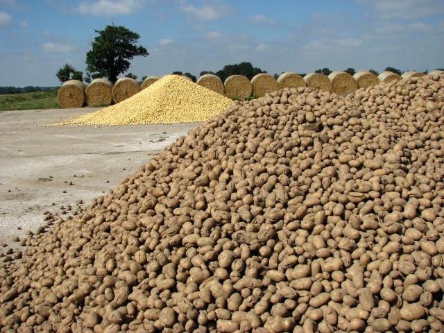 Photo "Suffield" by Evelyn Simak (CC BY-SA) / Cropped from original