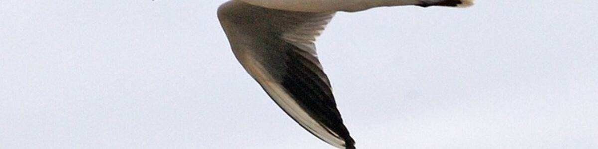 Photo "Slender-billed Gull Chroicocephalus genei, Margherita di Savoia Saltworks, Puglia, Italy" by Lip Kee (Creative Commons Attribution-Share Alike 2.0) / Cropped from original