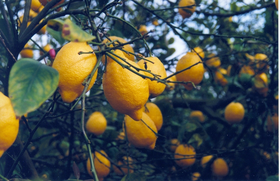 Huerto de limones en Benezujar, Alicante