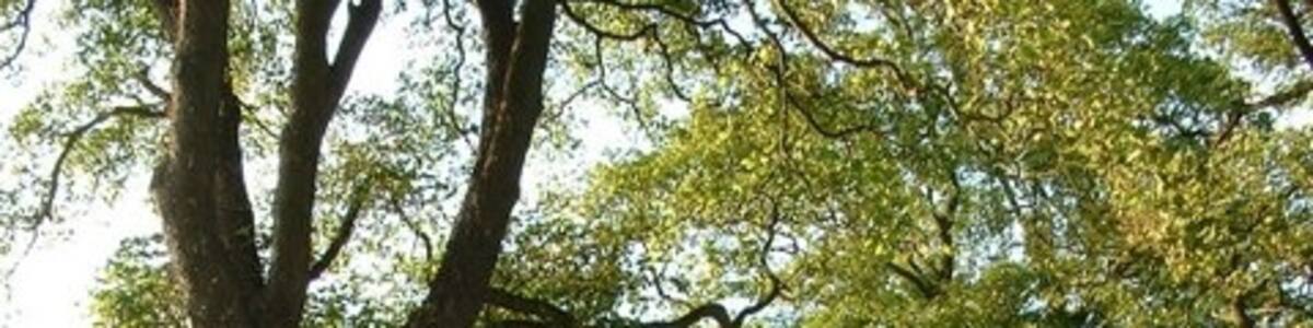 Photo "Long Road, Tydd Gote. Hidden behind the trees to the left background is a large and well-appointed farmhouse - The Grange." by David Prestidge (Creative Commons Attribution-Share Alike 2.0) / Cropped from original
