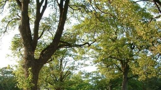 Foto "Tydd St. Mary" de David Prestidge (CC BY-SA) / Recortada do original