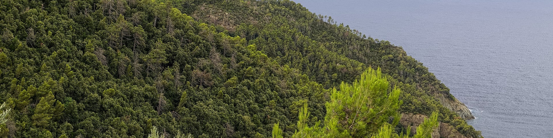 Pinete sul promontorio