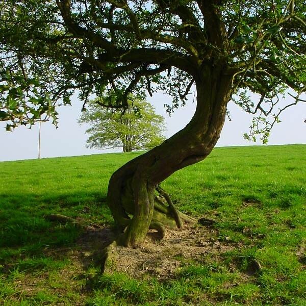 Tree in pasture Tree in pasture, near field entrance off Long Lane. Roots partially exposed by animal activity.