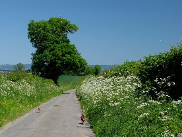 Ảnh "Middleton Quernhow" của David Rogers (CC BY-SA) / Cắt từ ảnh gốc