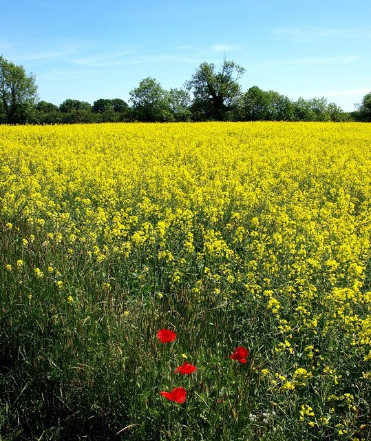 Foto “Seaton” tomada por Andy Beecroft (CC BY-SA); recorte de la original