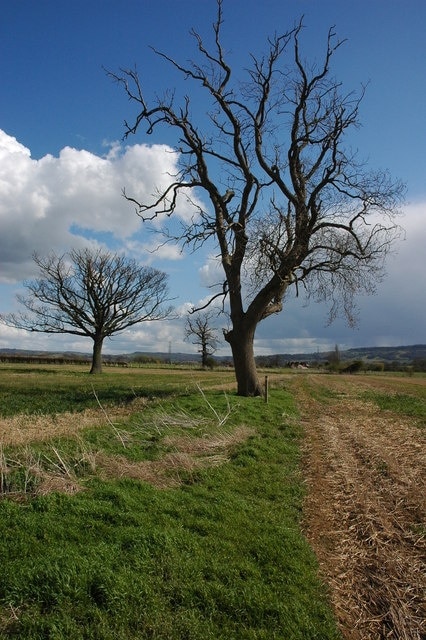 Trees near Little Washbourne Trees beside a footpath from Great Washbourne to Little Washbourne.