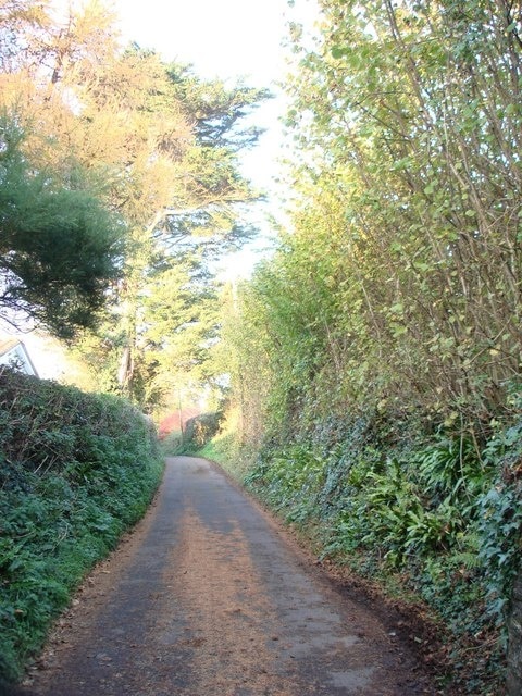 Churston Ferrers, private lane Autumn colours in the hedgerows, the trees and on the road surface.