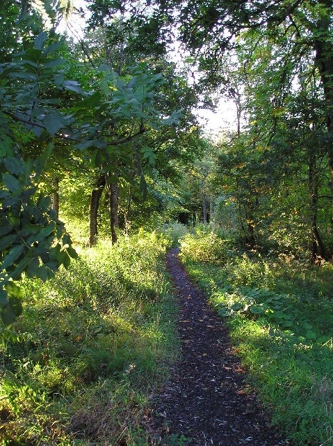 Bluebell Woods. Part of a 3mile footpath from the Beith Rd Johnstone to Glennifer Braes. Created by Renfrewshire Council to encourage people to take a walk out of town into the countryside.