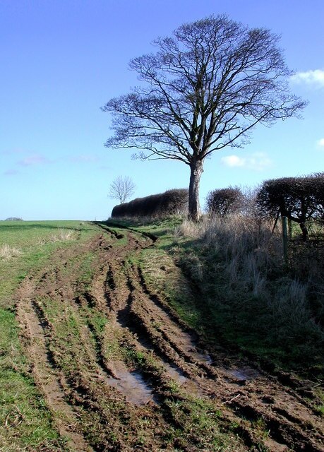 Photo "Swine" by Paul Glazzard (CC BY-SA) / Cropped from original