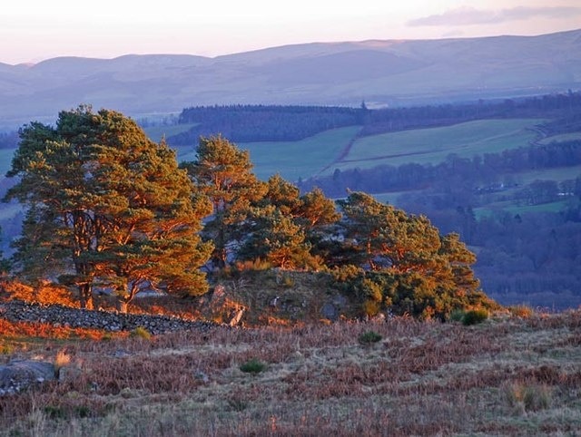 Scots Pines on Mount Pleasant at sunset