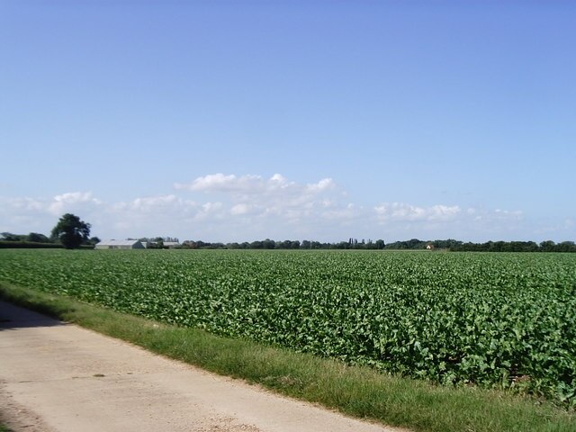 Vegetable field near Great Horkesley Taken from the Essex Way footpath.