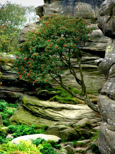 Brimham Rocks, rowan tree