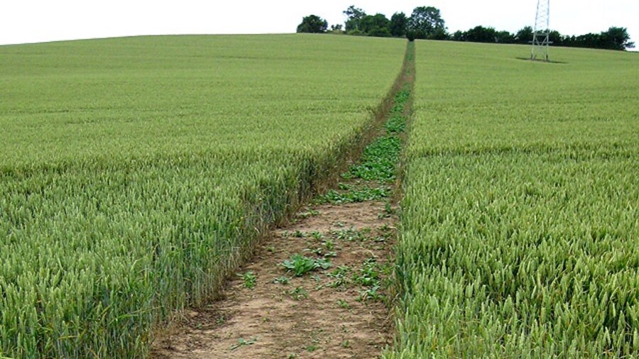 Photo "Clearly marked footpath Climbs up the hillside through the wheat and passes under power lines." by Pauline Eccles (Creative Commons Attribution-Share Alike 2.0) / Cropped from original