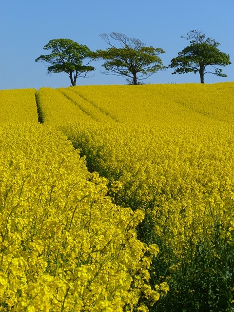 Farmland at Birkby / Crosscanonby, Cumberland