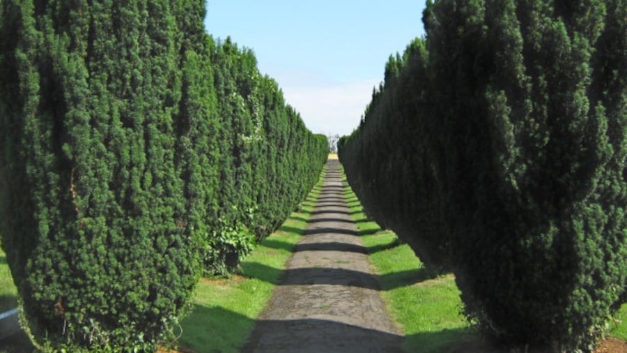 Photo "An avenue of yew trees, Cannington Cemetery" by Ken Grainger (Creative Commons Attribution-Share Alike 2.0) / Cropped from original