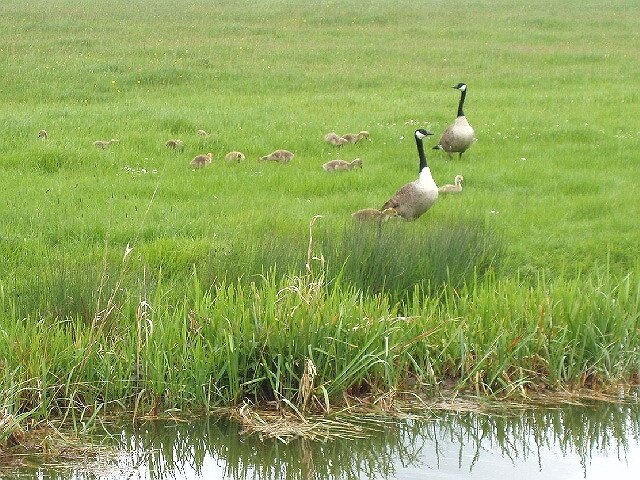 Photo "Broughton Hamlet" by David Hawgood (CC BY-SA) / Cropped from original