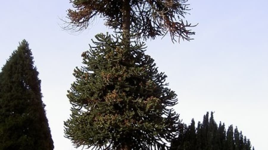 Photo "Chile Pine Tree Monkey-puzzle or Chile Pine tree. Living peacefully in Hillingdon & Uxbridge cemetery." by Rob Emms (Creative Commons Attribution-Share Alike 2.0) / Cropped from original