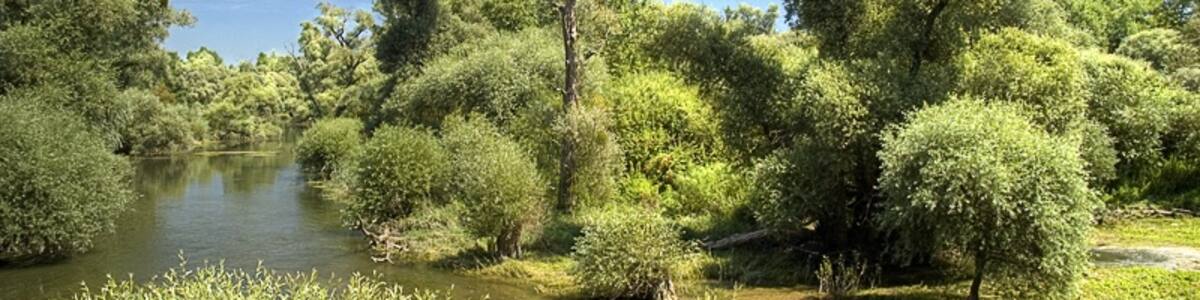 Photo "Das Sauer-Delta bei Munchhausen, Alsace, France" by Syntaxys (Creative Commons Attribution-Share Alike 3.0) / Cropped from original