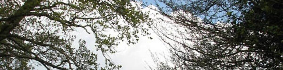 Photo "Track into Westwick estate" by Evelyn Simak (Creative Commons Attribution-Share Alike 2.0) / Cropped from original