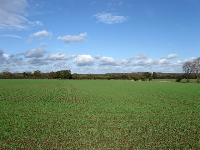 The Twenty Acres The name of this large field according to the 1842 tithe map. Taken from Hayleigh Farm drive with Blackbrook Wood on the horizon.