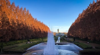 Metasequoia glyptostroboides in Sagamihara Park