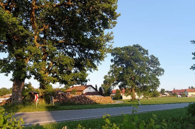 Eichenweg bei Niederpframmern