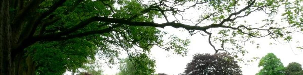 Photo "Ashes Field, Howden, East Riding of Yorkshire, England." by Roger Gilbertson (Creative Commons Attribution-Share Alike 2.0) / Cropped from original