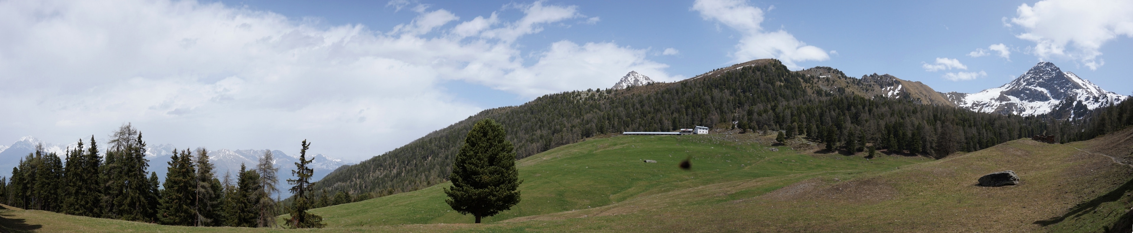 Meadow on Italian Alps.