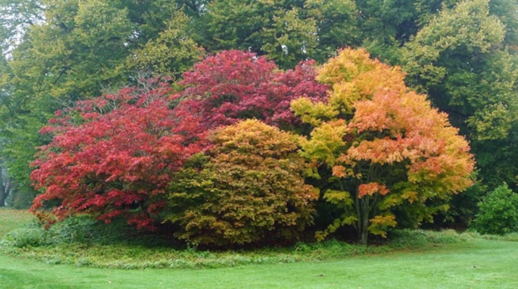 Photo "Batsford Arboretum" by Cameraman (CC BY-SA) / Cropped from original