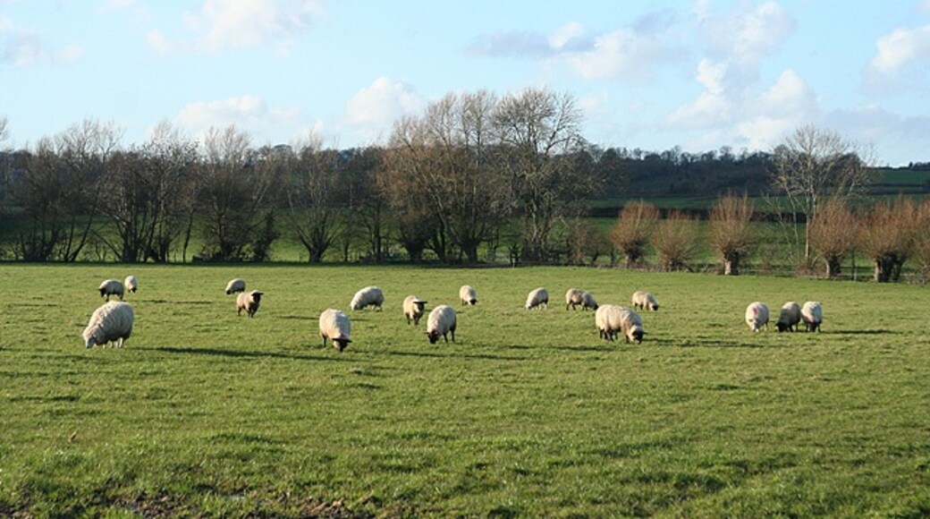 "Beercrocombe"-foto av Martin Bodman (CC BY-SA) / Urklipp från original