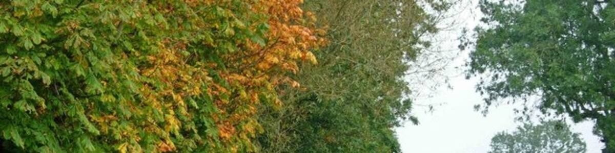 Photo "Atterton Lane, Witherley Autumnal colours are appearing opposite the entrance to Kennel Farm." by Stephen McKay (Creative Commons Attribution-Share Alike 2.0) / Cropped from original