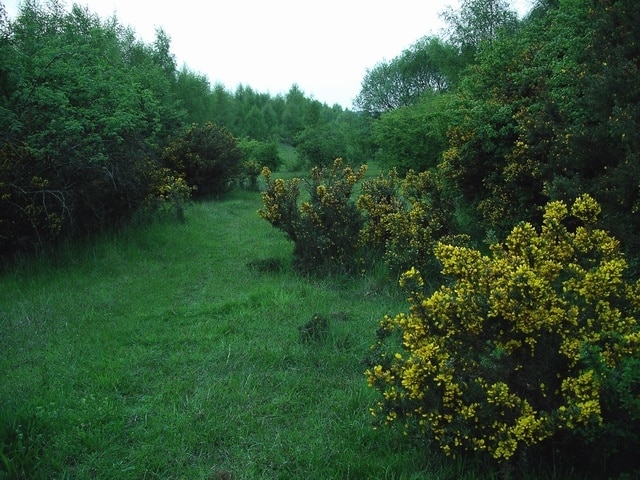 Of gorse it is. A profusion of gorse on land alongside the old mineral line from the now closed Clipstone Colliery.