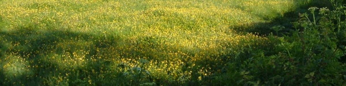 Photo "Meadow near Talaton. This field is beside the lane from Talaton to Beacon Cross." by Derek Harper (Creative Commons Attribution-Share Alike 2.0) / Cropped from original