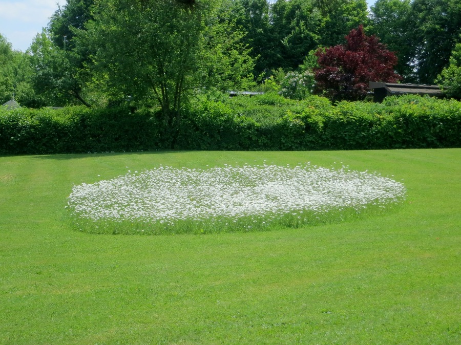 Eine interessante Art Rasen zu mähen, indem auf der Rasenfläche eine Fläche mit Blüten nicht gemäht wird. An diesem Tag mehrmals in Königsbrunn gesehen.