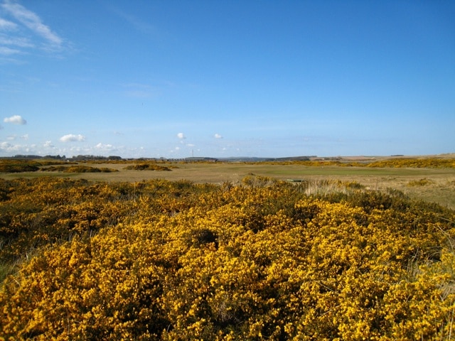 Udny Links: Gorse in full flower on Newburgh Golf Course It is said that the great Swedish botanist Linnaeus fell to his knees in wonder when he first saw British Gorse in full flower.