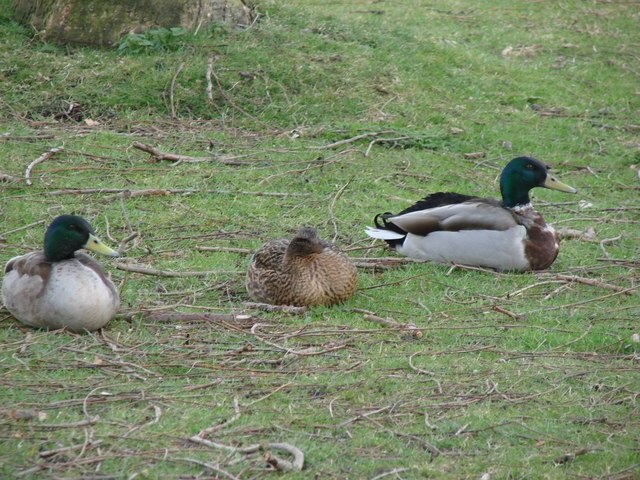 Foto “Gilberdyke” tomada por Bill Henderson (CC BY-SA); recorte de la original