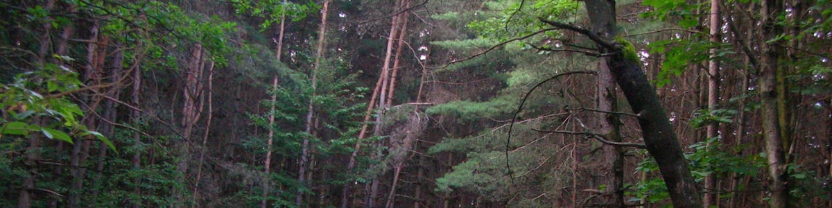Photo "Stagno Parco Pineta" by Pier B. (Creative Commons Attribution-Share Alike 3.0) / Cropped from original