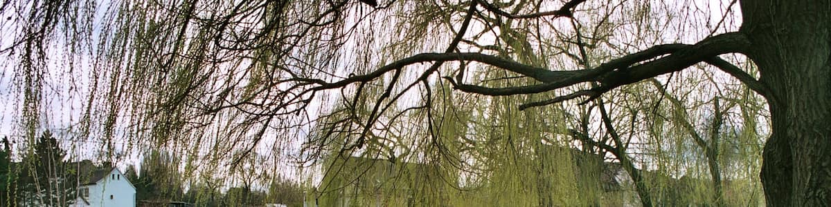 Photo "Reichardtswerben (Weißenfels), the Mittelteich (middle pond" by Dguendel (page does not exist) (Creative Commons Attribution 3.0) / Cropped from original