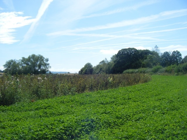 Vapour Trails Over Field Near Kingsdon