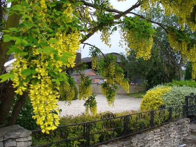 Farmyard in Hinton Parva Large farm just east of the church. It is on the circle of lanes running through the village. Seen through flowering laburnum.