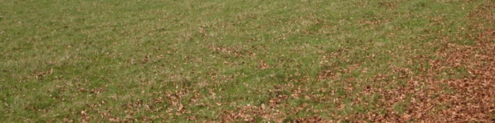 Beechy Bank Viewed from near Hinchwick Manor.