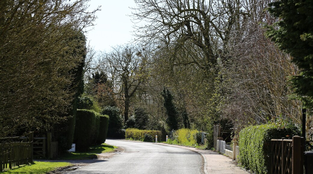 Kuva ”White Roothing” käyttäjältä Acabashi (CC BY-SA) / rajattu alkuperäisestä kuvasta