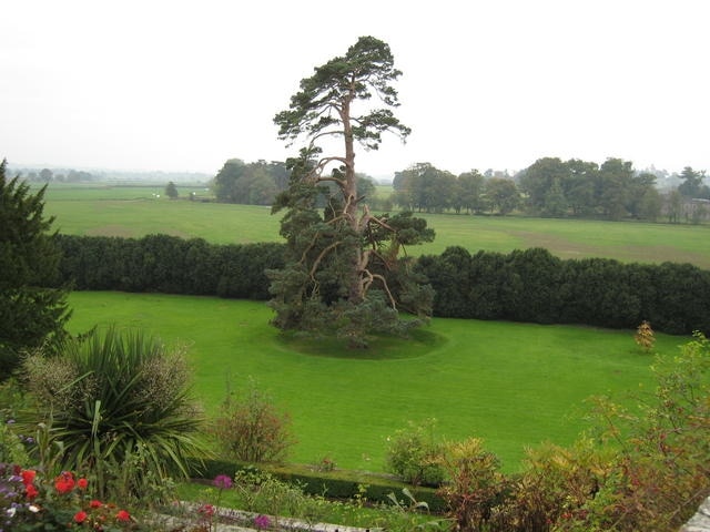 The Flodden Tree This tree was planted to commemorate Thomas de Berkeley's actions in successfully commanding a large troop on men at the battle of Flodden in 1513. He was rewarded with the honour of knighthood on the field of battle for his services from the Earl of Surrey, who commanded the English army. The ground around the tree has built up over the centuries and relatively recently it was showing signs of suffocation of the roots, hence the depression now excavated around the base to alleviate the problem.