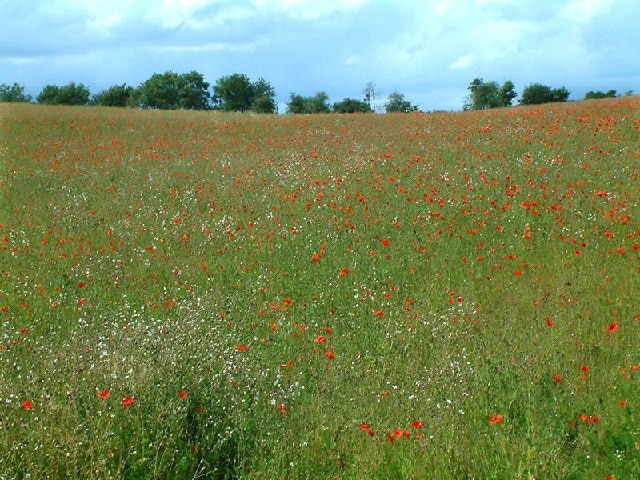 Poppy field, a meadow with poppies (Papaver sp.) and other flowers in Hertfordshire, England. Seen from the Lea Valley Walk.