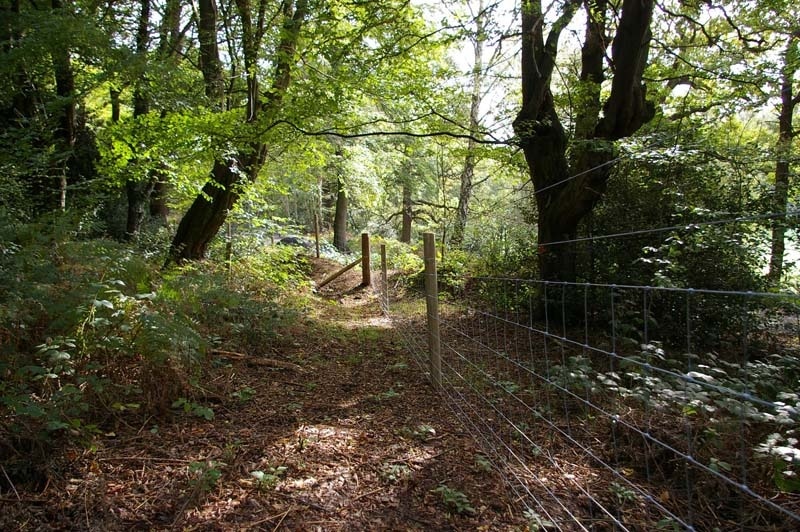 Photo "Hainault Forest Country Park" by Glyn Baker (CC BY-SA) / Cropped from original