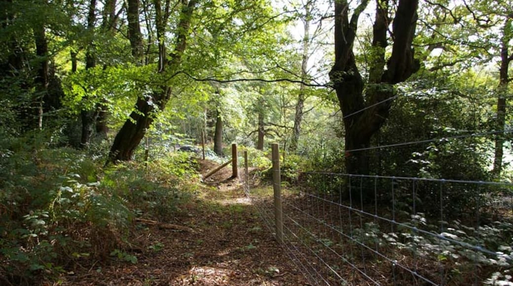 Foto "Hainault Forest Country Park" oleh Glyn Baker (CC BY-SA) / Dipotong dari foto asli
