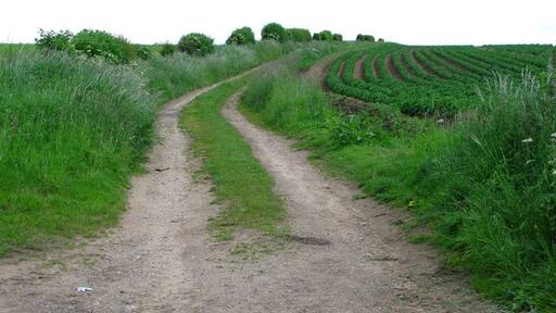 Photo "Ainderby Quernhow" by David Rogers (CC BY-SA) / Cropped from original