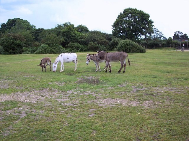 Donkeys The donkeys are grazing on the green near Hyde Primary School.